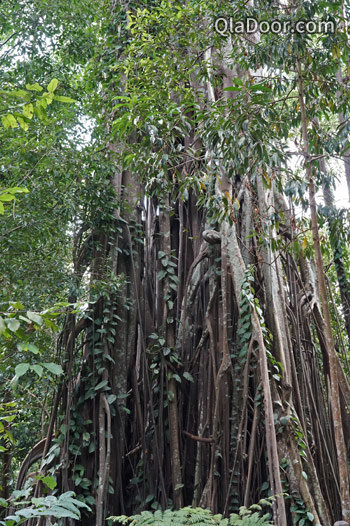 シンガポール植物園の熱帯雨林